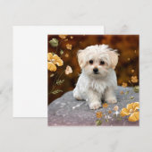 Maltese puppy, oh zo schattig, (Voorkant / Achterkant)