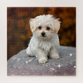 Maltese puppy, oh zo schattig legpuzzel