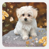Maltese puppy, oh zo schattig, vierkante sticker (Voorkant)