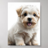 Maltese puppy poster (Voorkant)