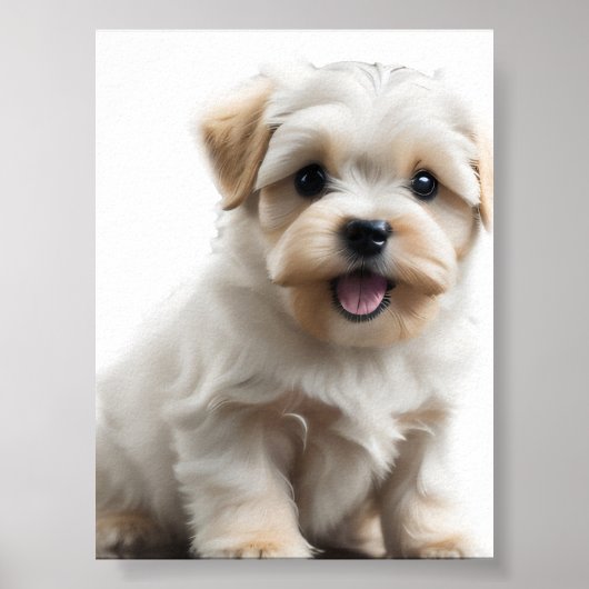Maltese puppy poster (Voorkant)