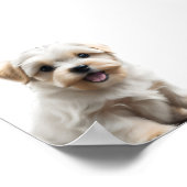 Maltese puppy poster (Hoek)