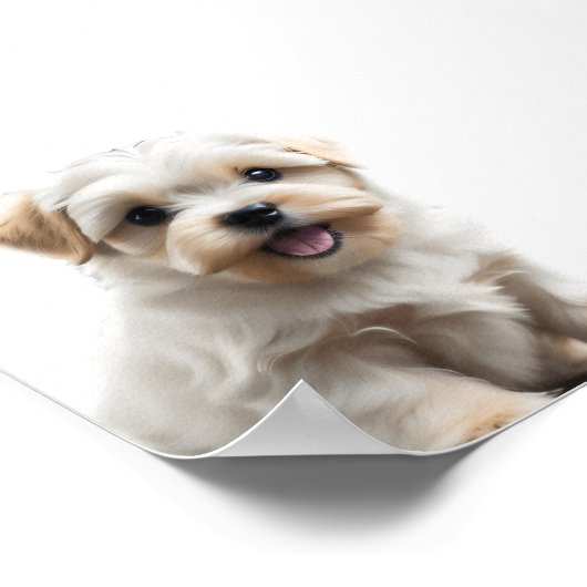 Maltese puppy poster (Hoek)