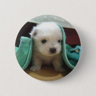 maltese puppy ronde button 5,7 cm