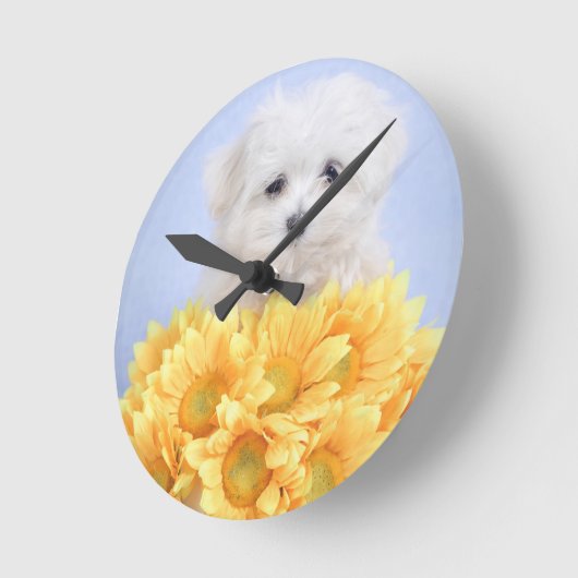 Maltese puppy ronde klok (Hoek)