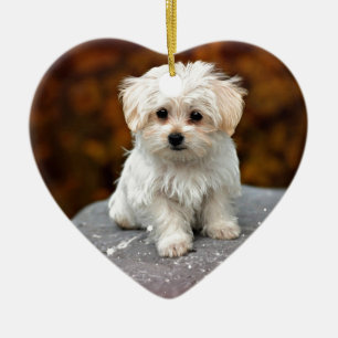 Maltese puppy, schattig en knuffel keramisch ornament