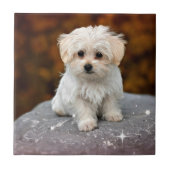 Maltese puppy...schattig tegeltje (Voorkant)