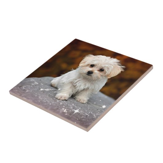 Maltese puppy...schattig tegeltje (Zijkant)