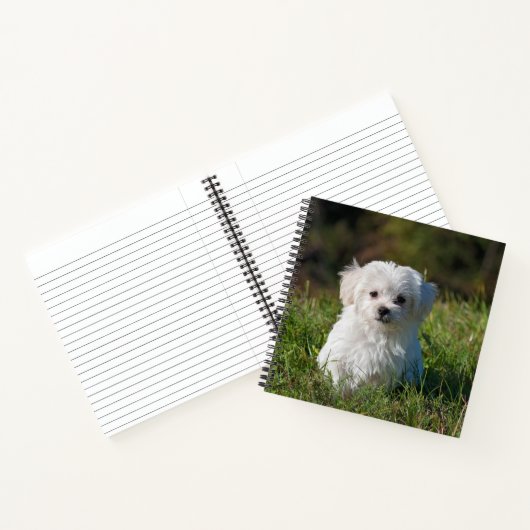 Maltese puppy Spiral notebook Notitieboek (Binnen)