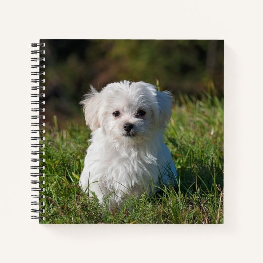 Maltese puppy Spiral notebook Notitieboek (Voorkant)