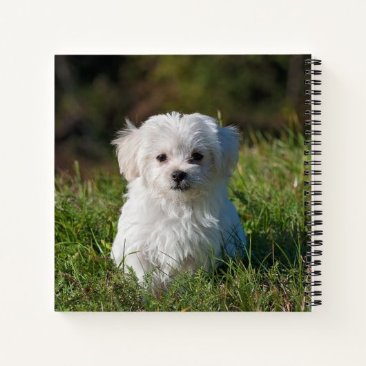 Maltese puppy Spiral notebook Notitieboek (Achterkant)