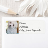 maltese puppy sticker labels (Insitu)
