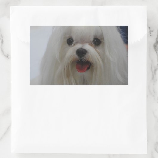 Maltese puppy Stickers (Tas)