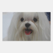 Maltese puppy Stickers (Voorkant)