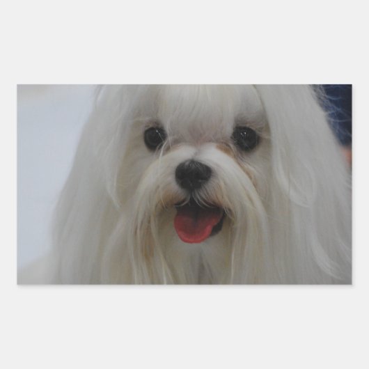 Maltese puppy Stickers (Voorkant)