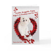 Maltese puppy - Super Cute dat je post hebt!