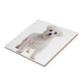 Maltese puppy tegeltje (Zijkant)