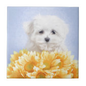 Maltese puppy tegeltje (Voorkant)