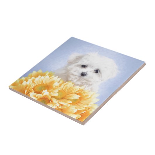 Maltese puppy tegeltje (Zijkant)