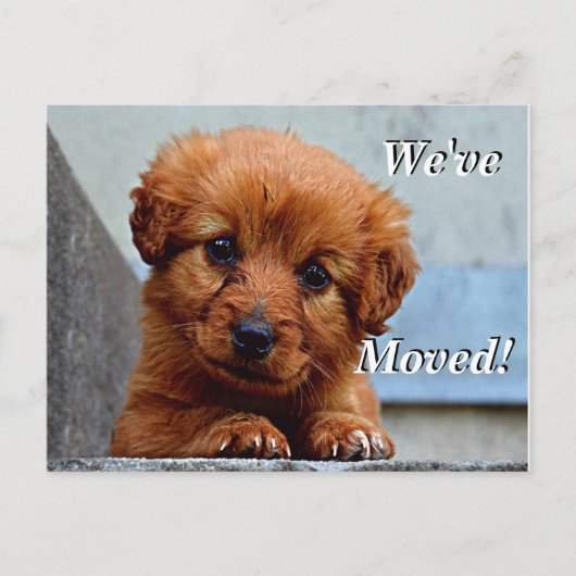 Maltese puppy We hebben een nieuw adres Briefkaart (Voorkant)