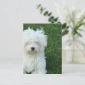 Maltese reddingsBriefkaart Briefkaart (Staand voorkant)