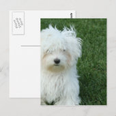 Maltese reddingsBriefkaart Briefkaart (Voorkant / Achterkant)