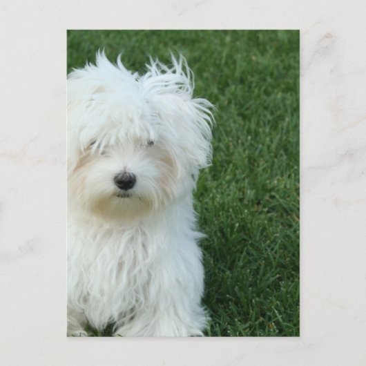 Maltese reddingsBriefkaart Briefkaart (Voorkant)