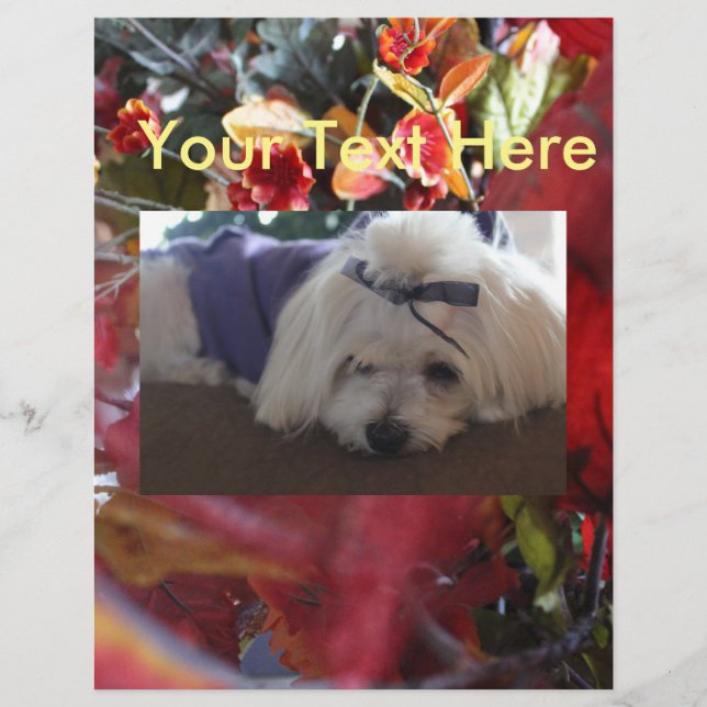 Maltese Seizoenen leren design (Voorkant)