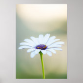 🌼 Maltese Serenity Poster (Voorkant)