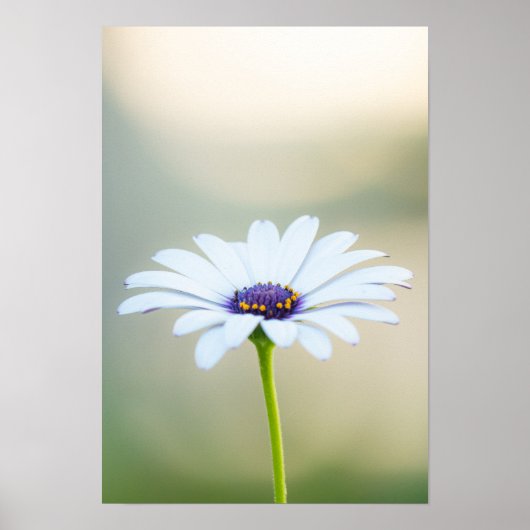 🌼 Maltese Serenity Poster (Voorkant)