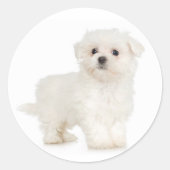 Maltese Sticker (Voorkant)