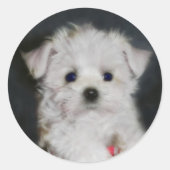 Maltese sticker (Voorkant)
