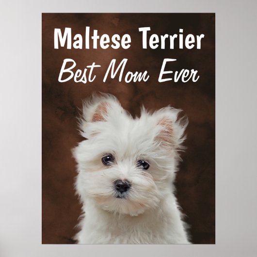 Maltese Terrier Best Mam Poster (Voorkant)