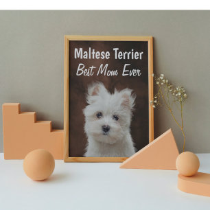 Maltese Terrier Best Mam Poster