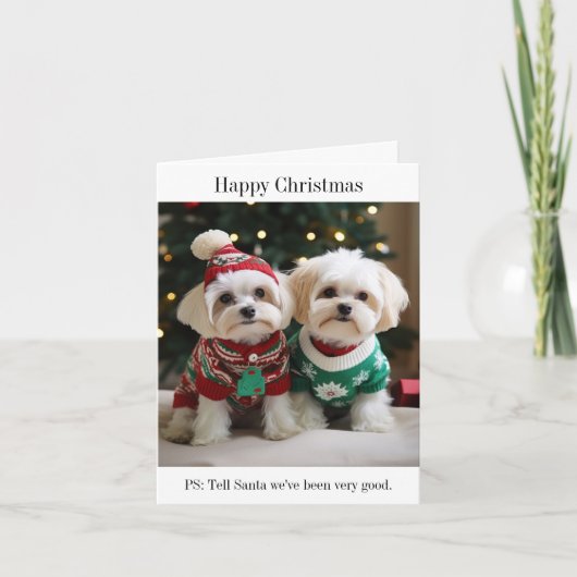 Maltese Terriers in Kersttruien Kaart (Voorkant)