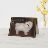 Maltese verjaardag Humor Kaart (Gele Bloem)