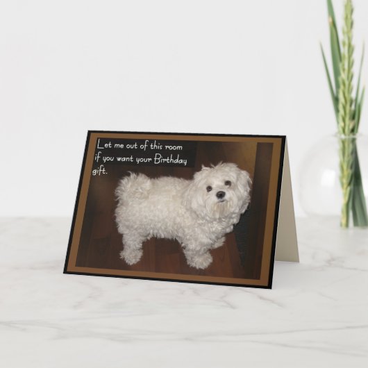 Maltese verjaardag Humor Kaart (Voorkant)