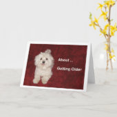 Maltese Verjaardag Humor Kaart voor Over-the-Hill (Gele Bloem)