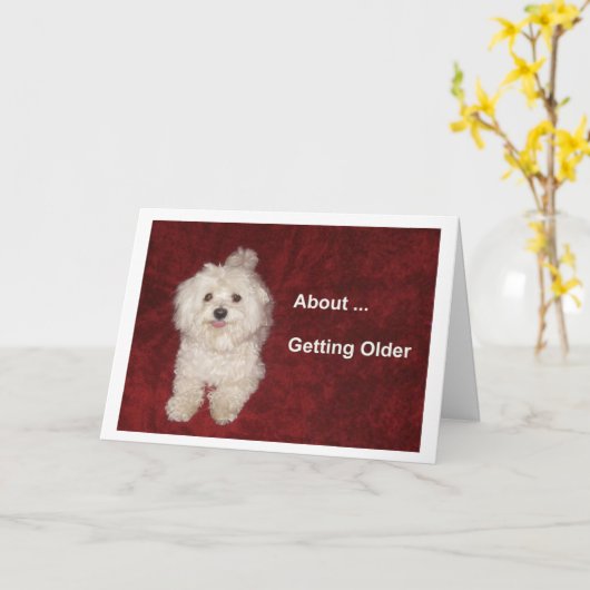 Maltese Verjaardag Humor Kaart voor Over-the-Hill (Gele Bloem)