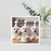 Maltese verjaardag viering, Maltese hond Kaart (Staand voorkant)