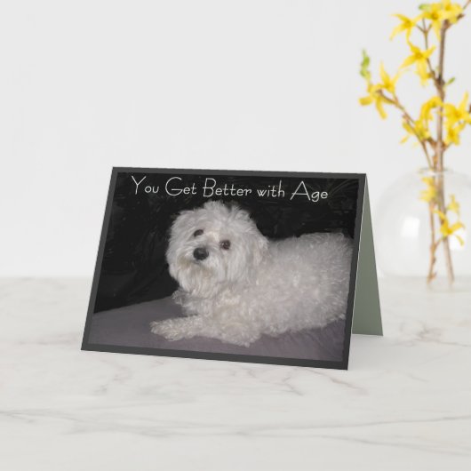 Maltese Vriend Verjaardag wenst Verjaardag Kaart (Gele Bloem)