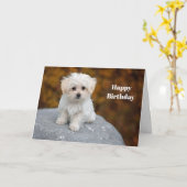 Maltese Witte Puppy Foto Verjaardag Kaart (Gele Bloem)