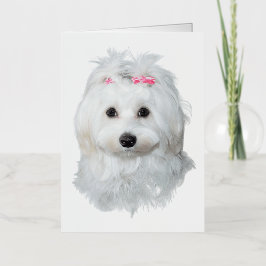 Maltese zoetheid engel op poten folie wenskaart