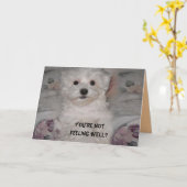 Maltezen worden snel beter Kaart (Gele Bloem)