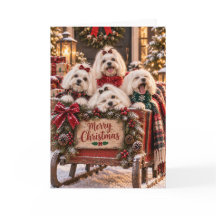 Maltezer Honden Kerstkaart
