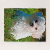 Maltezer hondenras. legpuzzel (Horizontaal)