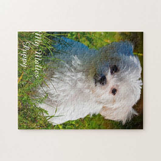 Maltezer Hondenras. Legpuzzel (Horizontaal)