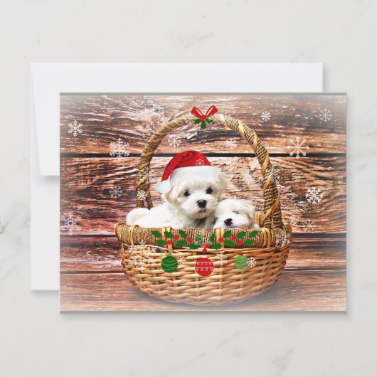 Maltezer Kerstpuppy's Feestdagenkaart (Voorkant)