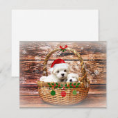 Maltezer Kerstpuppy's Feestdagenkaart (Voorkant / Achterkant)