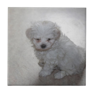 Maltezer Puppy (9 Maanden Oud) Tegeltje